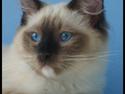 Ragdoll Eddie (R.I.P)