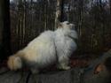 Colorpoint Puffe   (R.I.P)