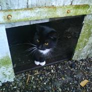 Blanding af racer Hulk