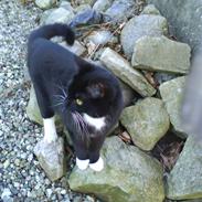 Blanding af racer Hulk