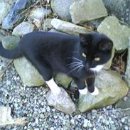 Blanding af racer Hulk