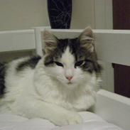 Norsk Skovkat Hr. Pjuske