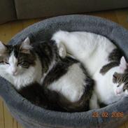 Norsk Skovkat Hr. Pjuske