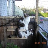 Norsk Skovkat Hr. Pjuske