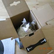 Norsk Skovkat Hr. Pjuske