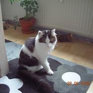 Norsk Skovkat Hr. Pjuske