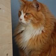Maine Coon Gugger Red Iowa
