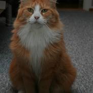 Maine Coon Gugger Red Iowa