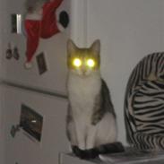 Huskat Nala