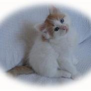 Tyrkisk Van Maranello