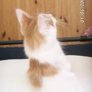 Tyrkisk Van Maranello