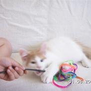 Tyrkisk Van Maranello