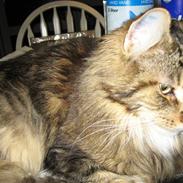 Maine Coon Toffee