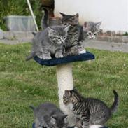 Huskat Tiger+killinger