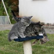 Huskat Tiger+killinger