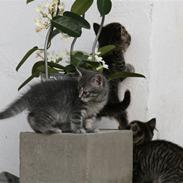 Huskat Tiger+killinger