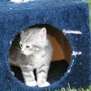 Huskat Tiger+killinger