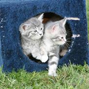 Huskat Tiger+killinger