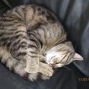 Blanding af racer Bamse