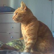 Abyssinier findus