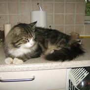 Maine Coon Dalton - DALLE