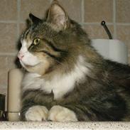 Maine Coon Dalton - DALLE