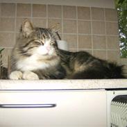 Maine Coon Dalton - DALLE