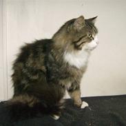 Maine Coon Dalton - DALLE
