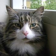 Maine Coon Dalton - DALLE