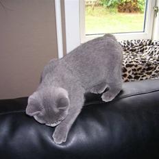 British Shorthair Pelle del haleløs