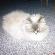 Colorpoint cirkeline