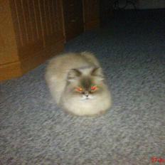 Colorpoint cirkeline