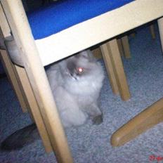 Colorpoint cirkeline