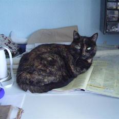 Huskat Power † R.I.P