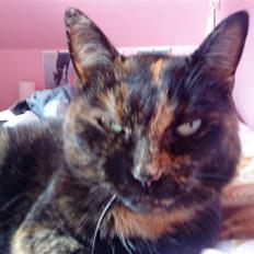 Huskat Power † R.I.P