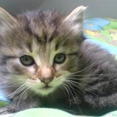 Blanding af racer Silke