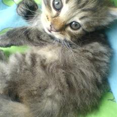 Blanding af racer Silke