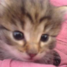 Blanding af racer Silke