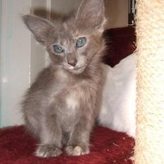 Orientalsk Langhåret CH. Quasana´s Djintan