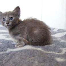 Orientalsk Langhåret CH. Quasana´s Djintan