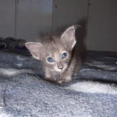 Orientalsk Langhåret CH. Quasana´s Djintan