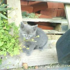 Huskat Fnuggi R.I.P. d 16/01- 09