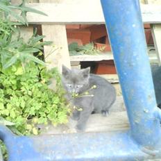 Huskat Fnuggi R.I.P. d 16/01- 09