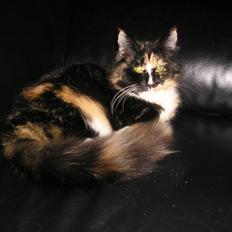 Blanding af racer Pjevs