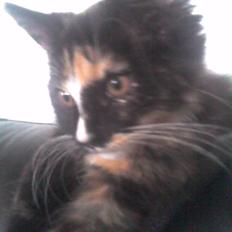 Blanding af racer Pjevs