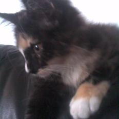 Blanding af racer Pjevs