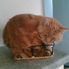 Huskat Kittekat † R.I.P †