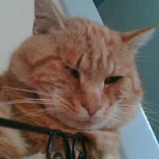 Huskat Kittekat † R.I.P †