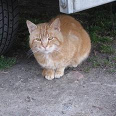 Huskat Kittekat † R.I.P †