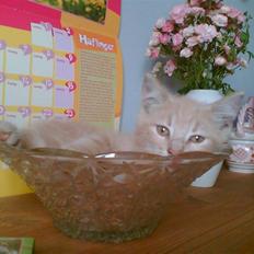 Huskat Bjæver **Bortgivet**